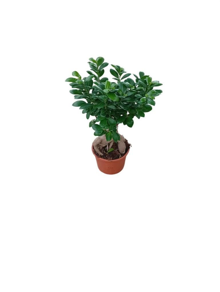 Ficus Bonsai Ginseng in vaso terracotta diametro 17 cm