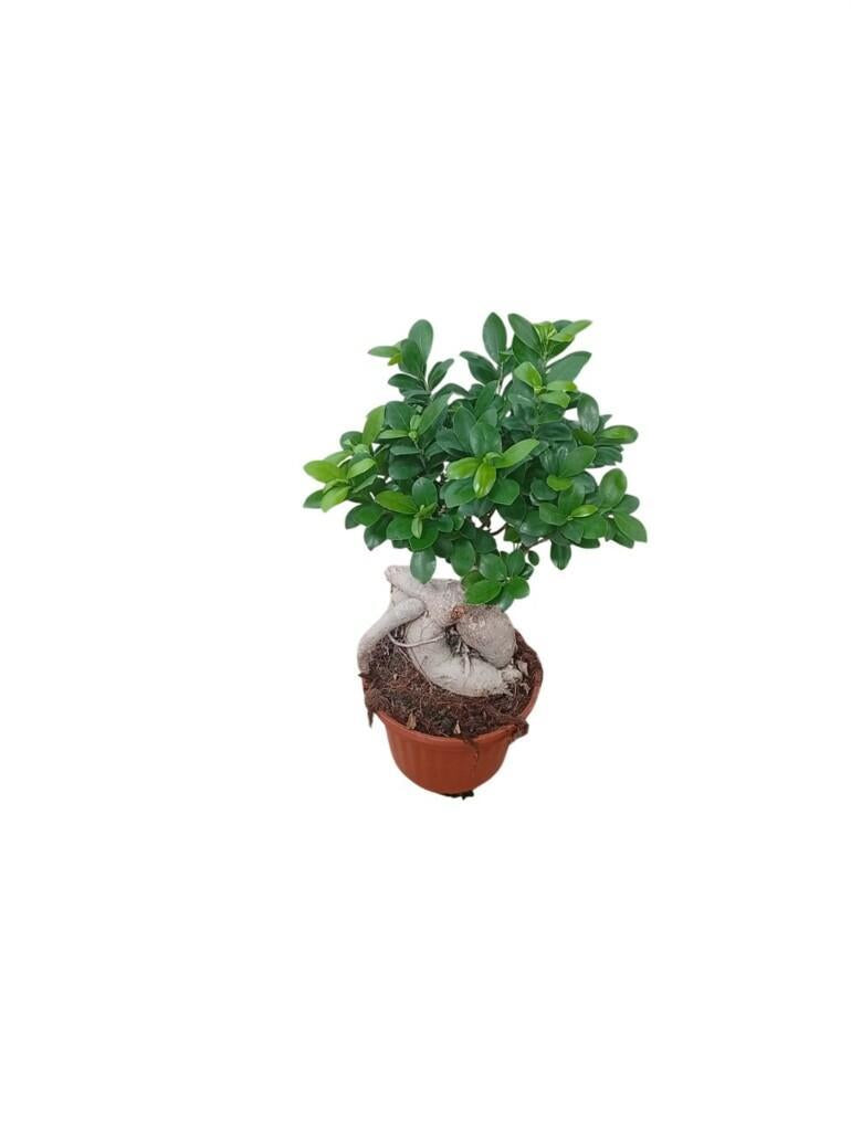 Ficus Bonsai Ginseng – Vaso Diametro 20 cm