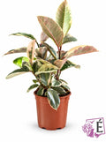 Ficus Robusta - Ficus elastica 'Ruby'  Vaso 17 cm - Altezza 60/70 cm - Variegato Rosa