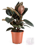 Ficus Robusta Ficus elastica Burgundy foglie bordeaux in vaso 17 cm
