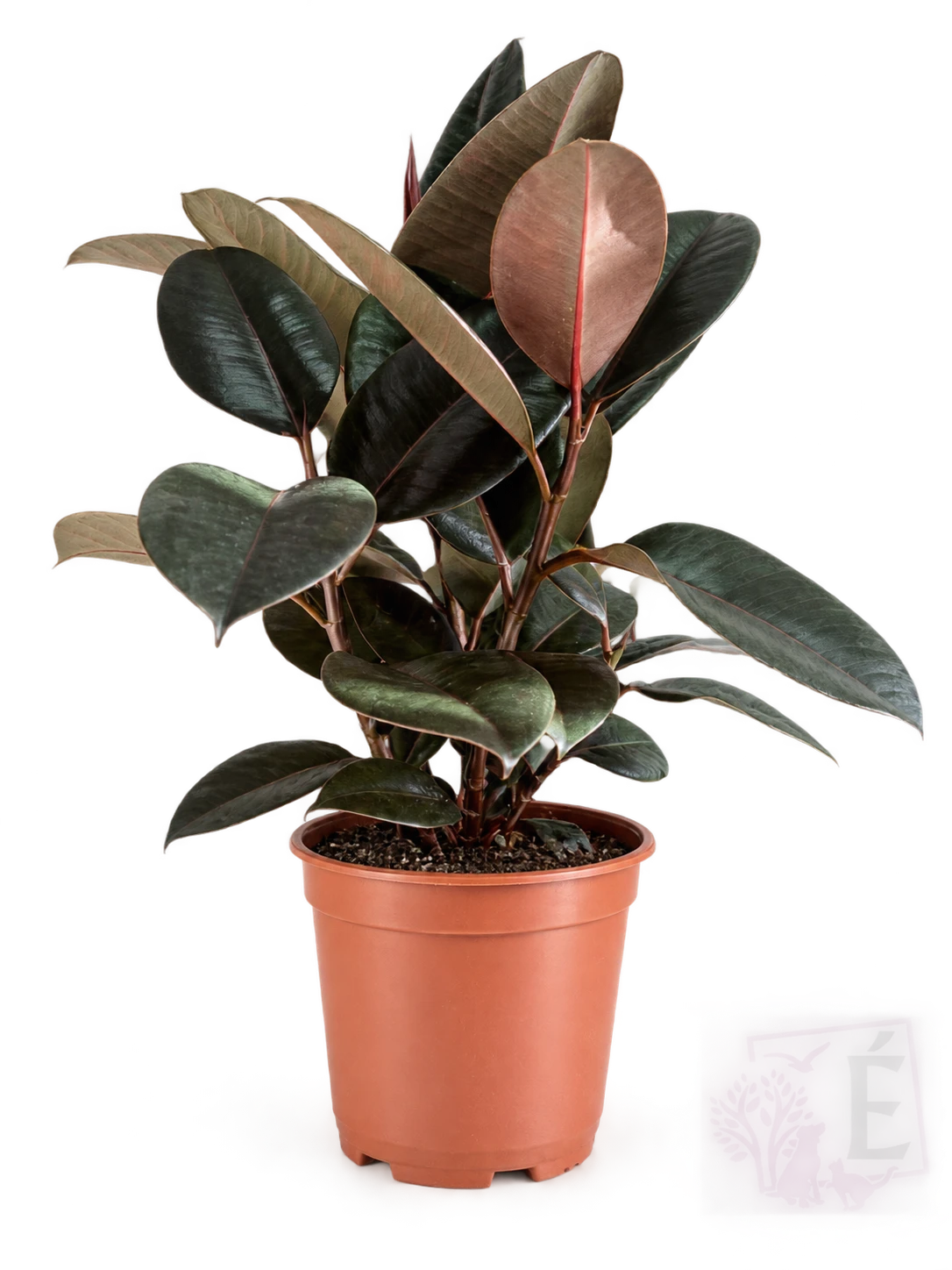 Ficus Robusta Ficus elastica Burgundy foglie bordeaux in vaso 17 cm