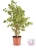 Ficus Benjamin Starlight variegato verde e crema in vaso 17 cm, altezza 100 cm