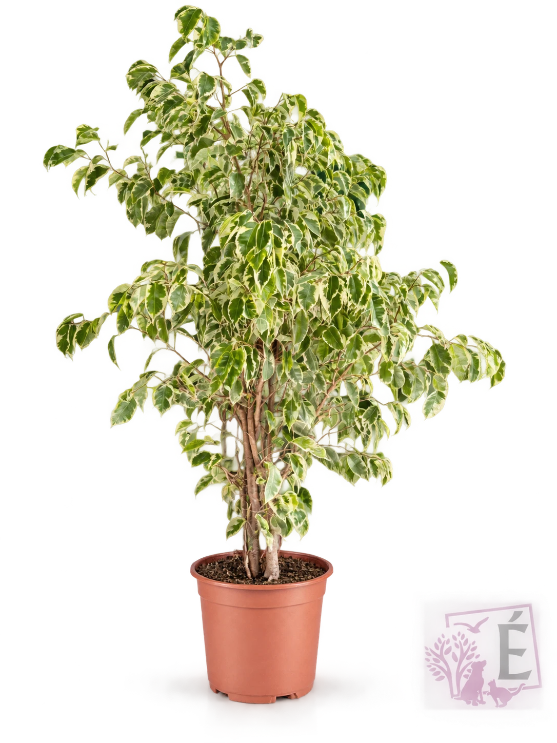Ficus Benjamin Starlight variegato verde e crema in vaso 17 cm, altezza 100 cm