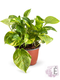Pothos Golden - Epipremnum aureum | Vaso 15 cm - Altezza 30 cm - Verde e Oro