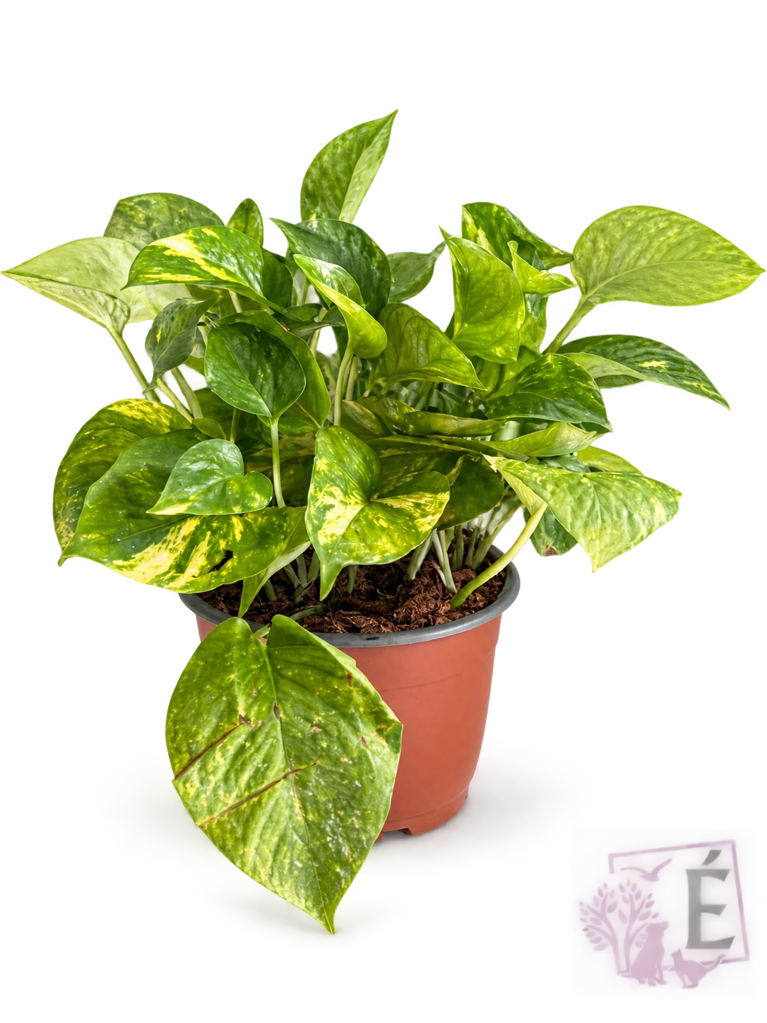 Pothos Golden - Epipremnum aureum | Vaso 15 cm - Altezza 30 cm - Verde e Oro