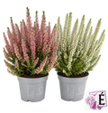Coppia di Calluna vulgaris rosa e bianca in vaso 10 cm, altezza 30 cm