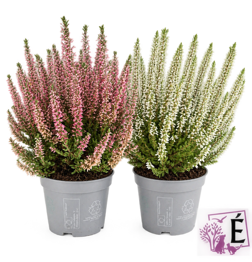 Coppia di Calluna vulgaris rosa e bianca in vaso 10 cm, altezza 30 cm