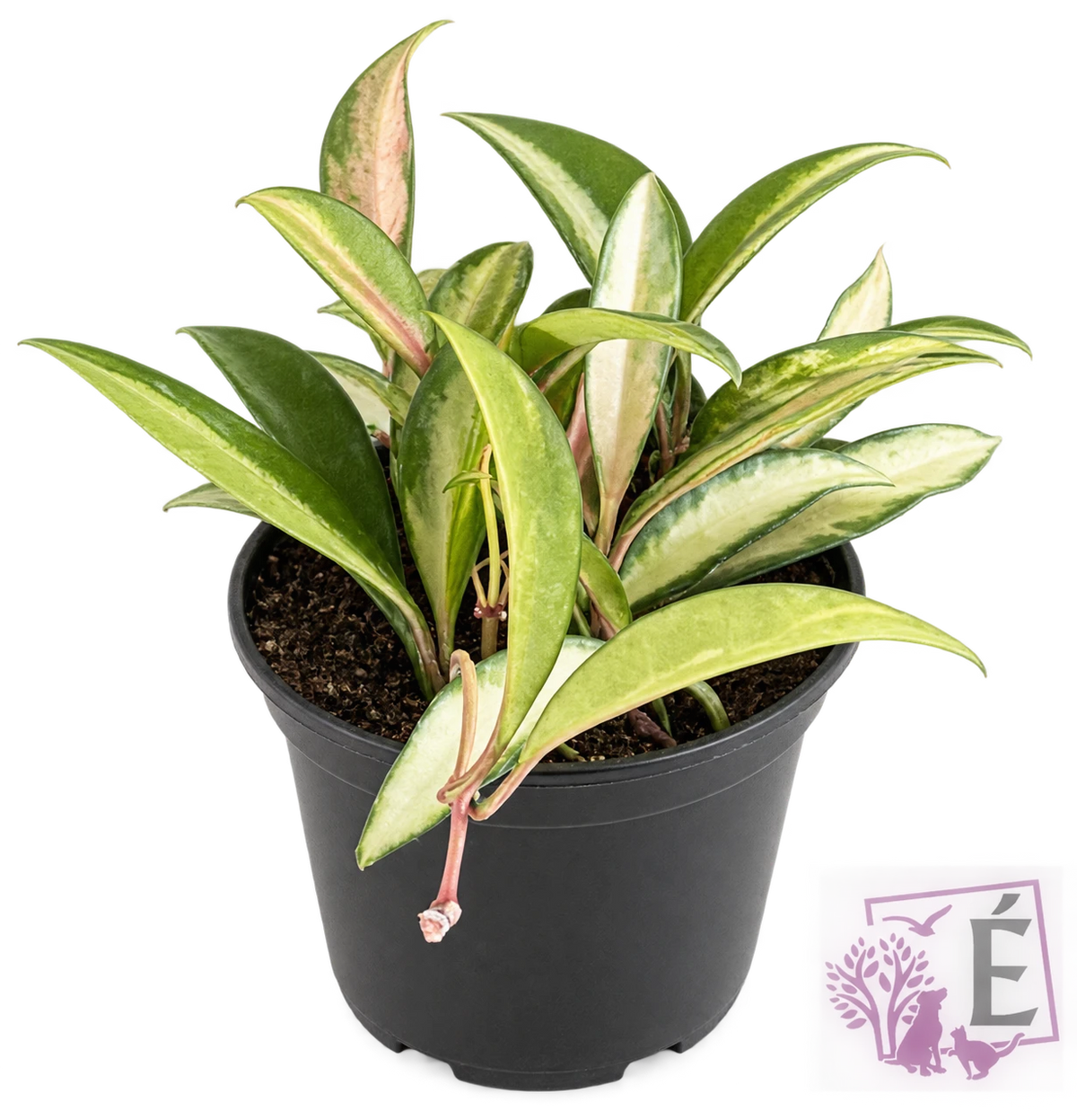 Hoya carnosa Krimson Queen tricolore in vaso 9,5 cm, altezza 15/20 cm