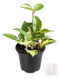 Hoya australis Lisa variegata crema in vaso 9,5 cm, altezza 15/20 cm