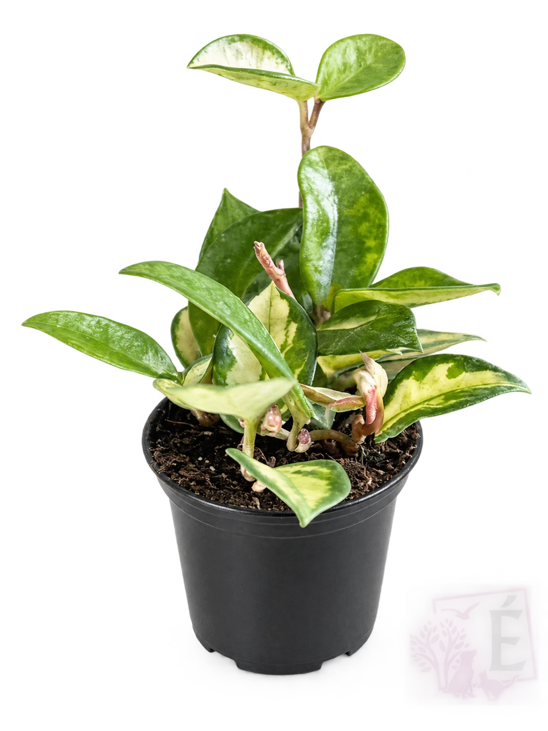 Hoya australis Lisa variegata crema in vaso 9,5 cm, altezza 15/20 cm