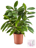 Ficus Amstel King foglie verdi lucide in vaso 17 cm, altezza 60/70 cm