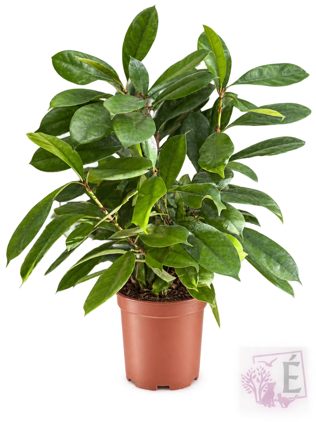Ficus Amstel King foglie verdi lucide in vaso 17 cm, altezza 60/70 cm