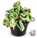Hoya carnosa Compacta Regalis Hindu Rope variegata in vaso 9,5 cm