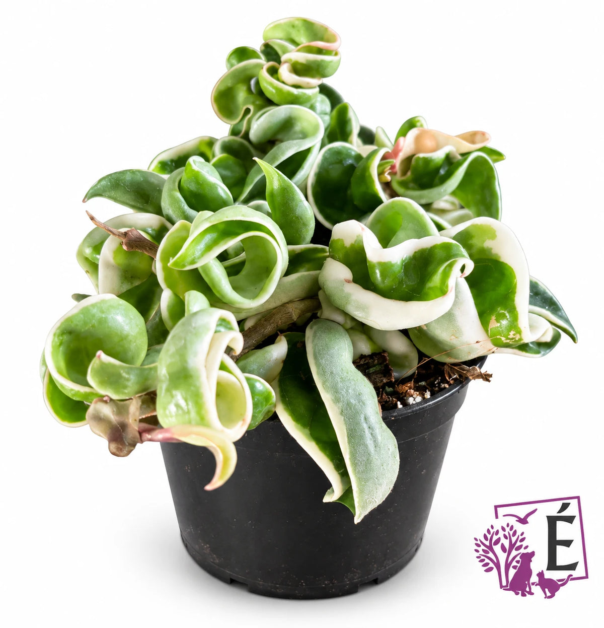 Hoya carnosa Compacta Regalis Hindu Rope variegata in vaso 9,5 cm