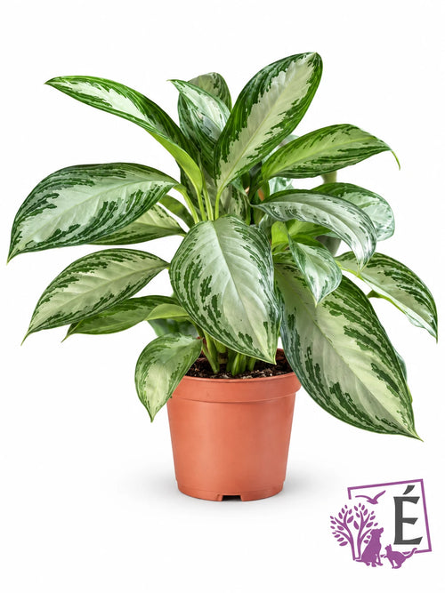 Aglaonema Silver Bay foglie argento e verdi in vaso 17 cm, altezza 45 cm