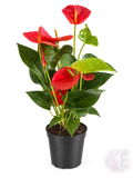 Anthurium andraeanum rosso in vaso 14 cm, altezza 50 cm