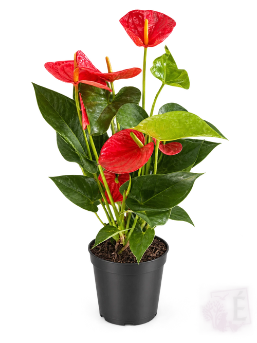 Anthurium andraeanum rosso in vaso 14 cm, altezza 50 cm