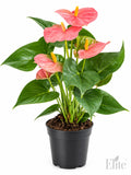 Anthurium andraeanum rosa in vaso 14 cm, altezza 50 cm