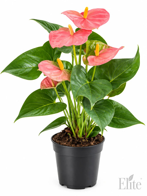 Anthurium andraeanum rosa in vaso 14 cm, altezza 50 cm