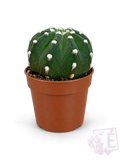 Astrophytum - Astrophytum asterias 'Nudum' | Vaso 5,5 cm - Altezza 5 cm - Verde