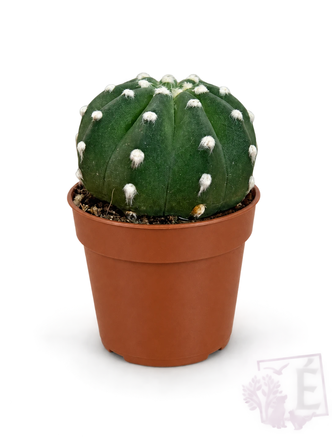 Astrophytum - Astrophytum asterias 'Nudum' | Vaso 5,5 cm - Altezza 5 cm - Verde