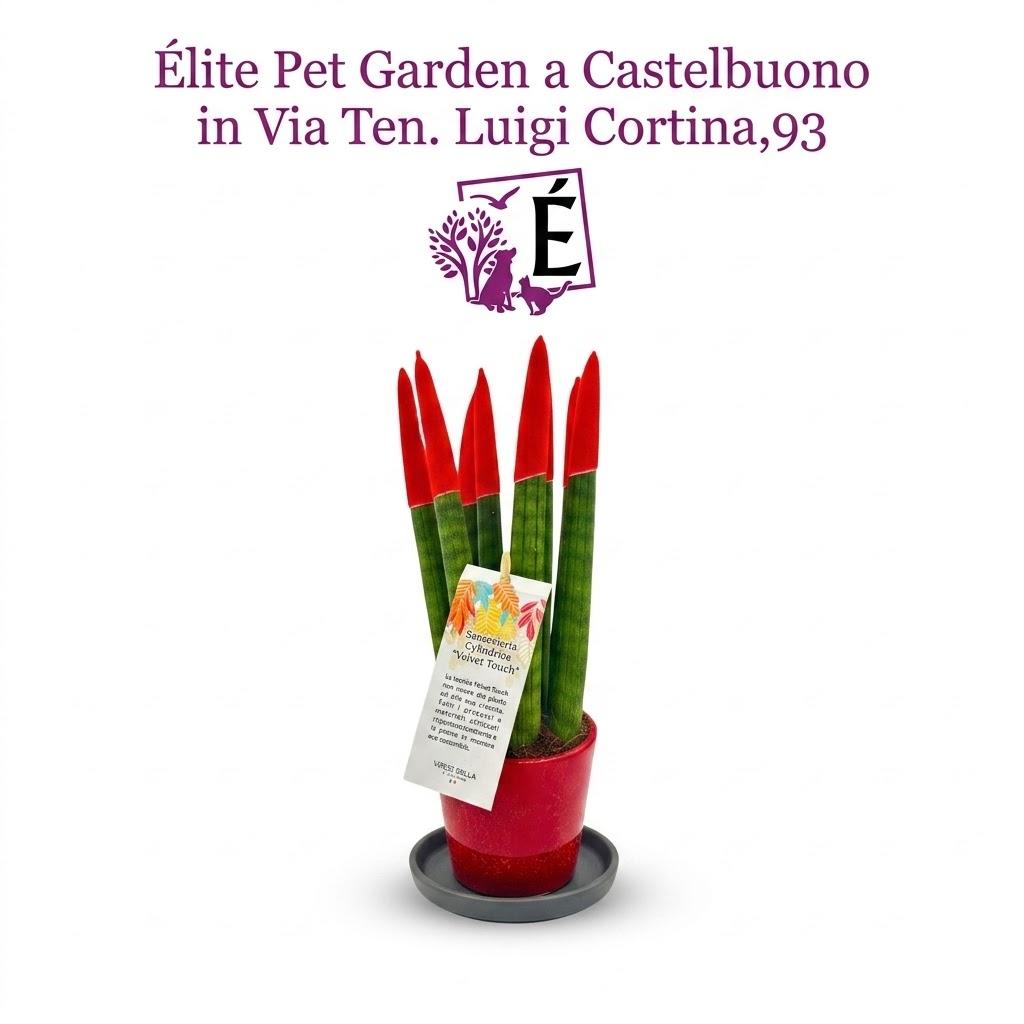 Sansevieria Cylindrica Velvet Touch in vaso rosso decorativo da 14 cm