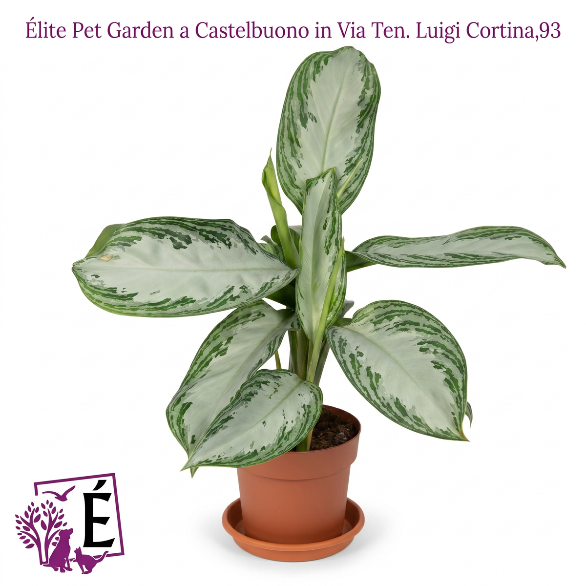 Aglaonema Silver Bay in vaso terracotta da 17 cm