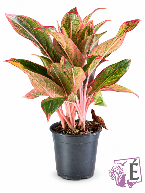 Aglaonema Siam Aurora foglie verdi e rosa in vaso 14 cm, altezza 40 cm