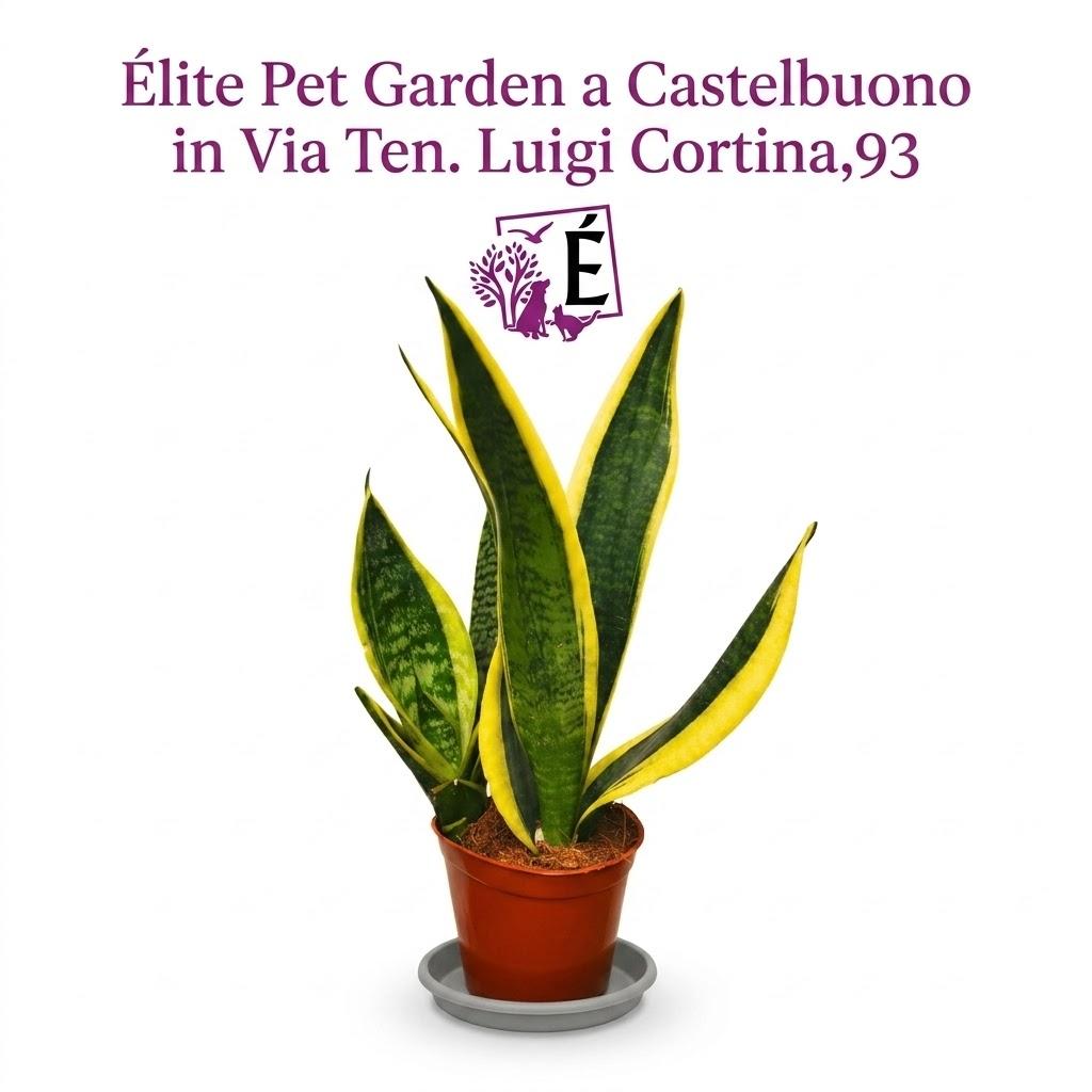 Sansevieria Futura con bordo giallo dorato in vaso 14 cm, altezza 40 cm