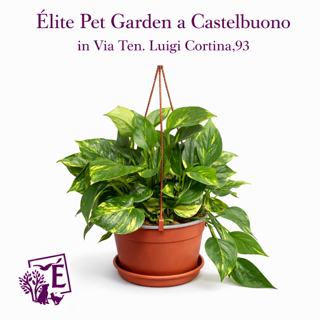 Pothos Aurea in basket terracotta vaso 17 cm con tralci ricadenti 80/100 cm
