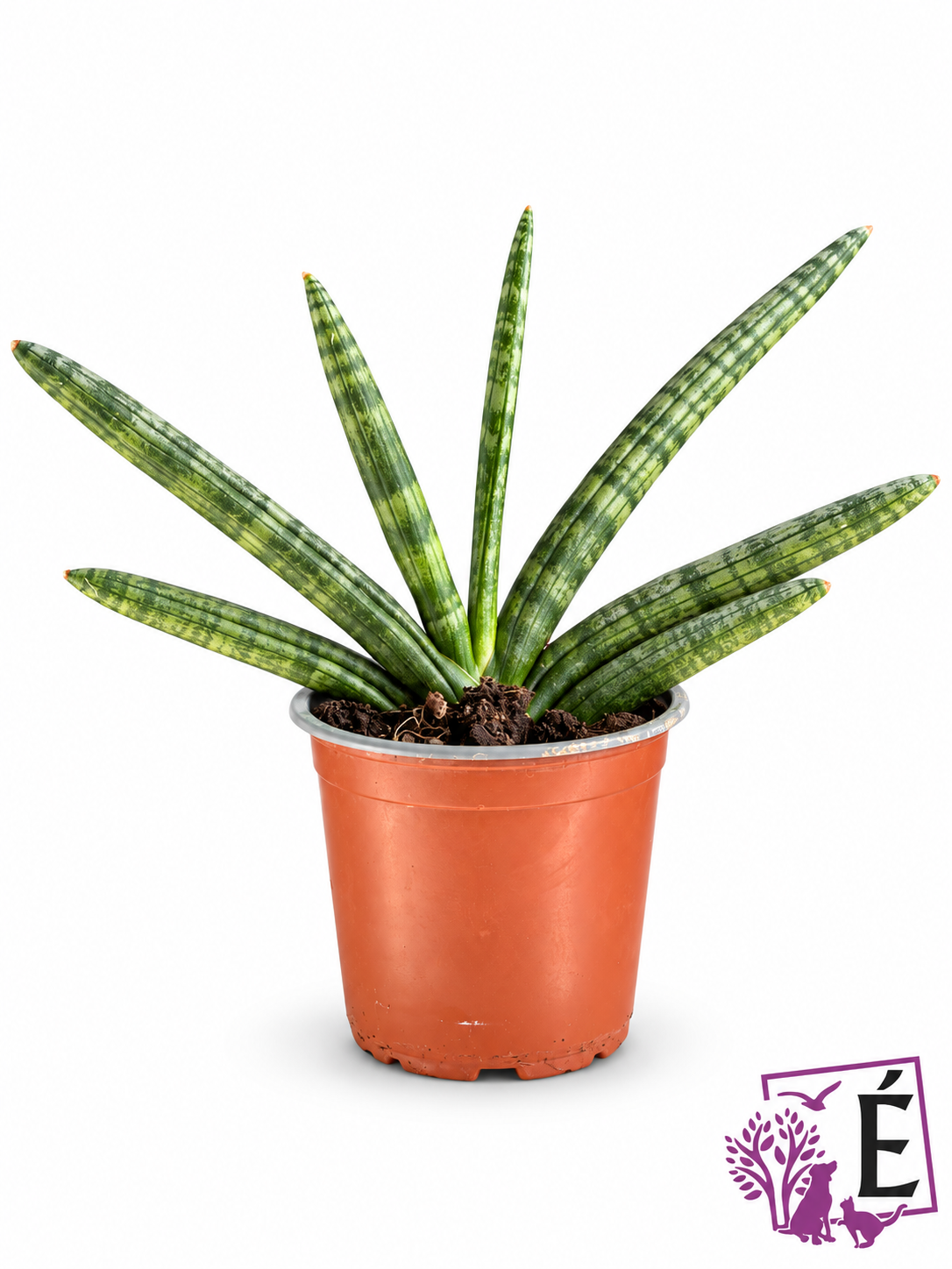 Sansevieria cylindrica Boncel a ventaglio in vaso 12 cm, altezza 25 cm