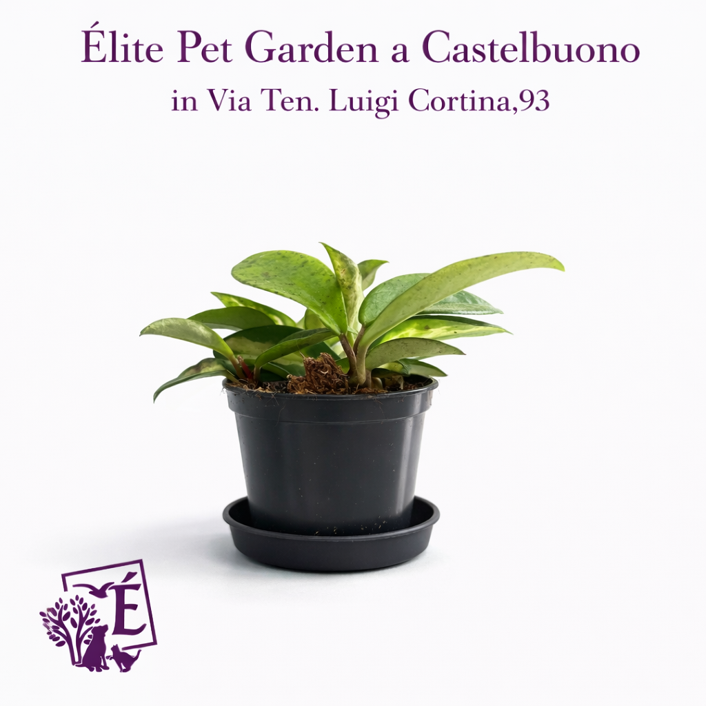 Hoya Carnosa in vaso nero da 12 cm