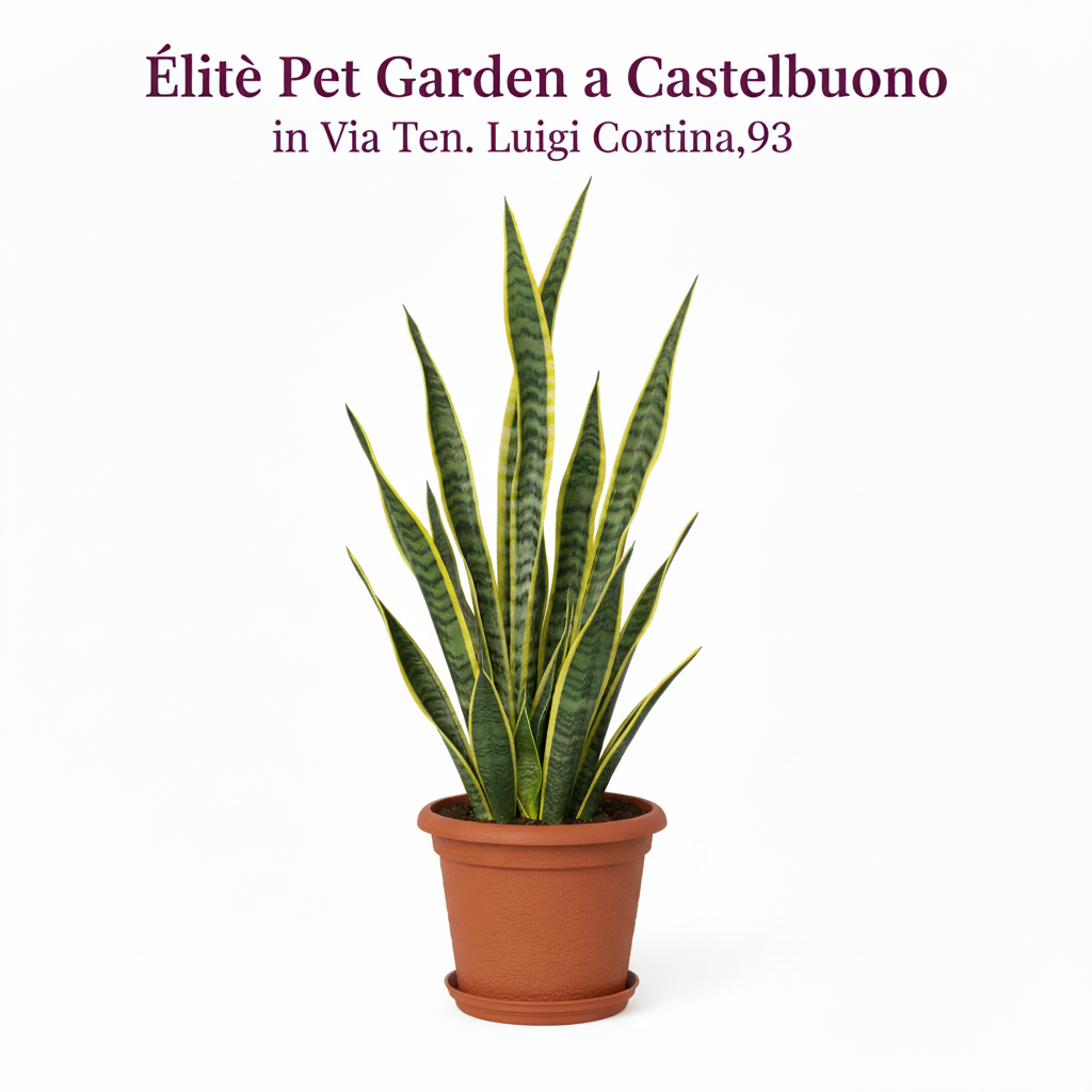 Sansevieria Laurentii con bordo giallo dorato in vaso 17 cm